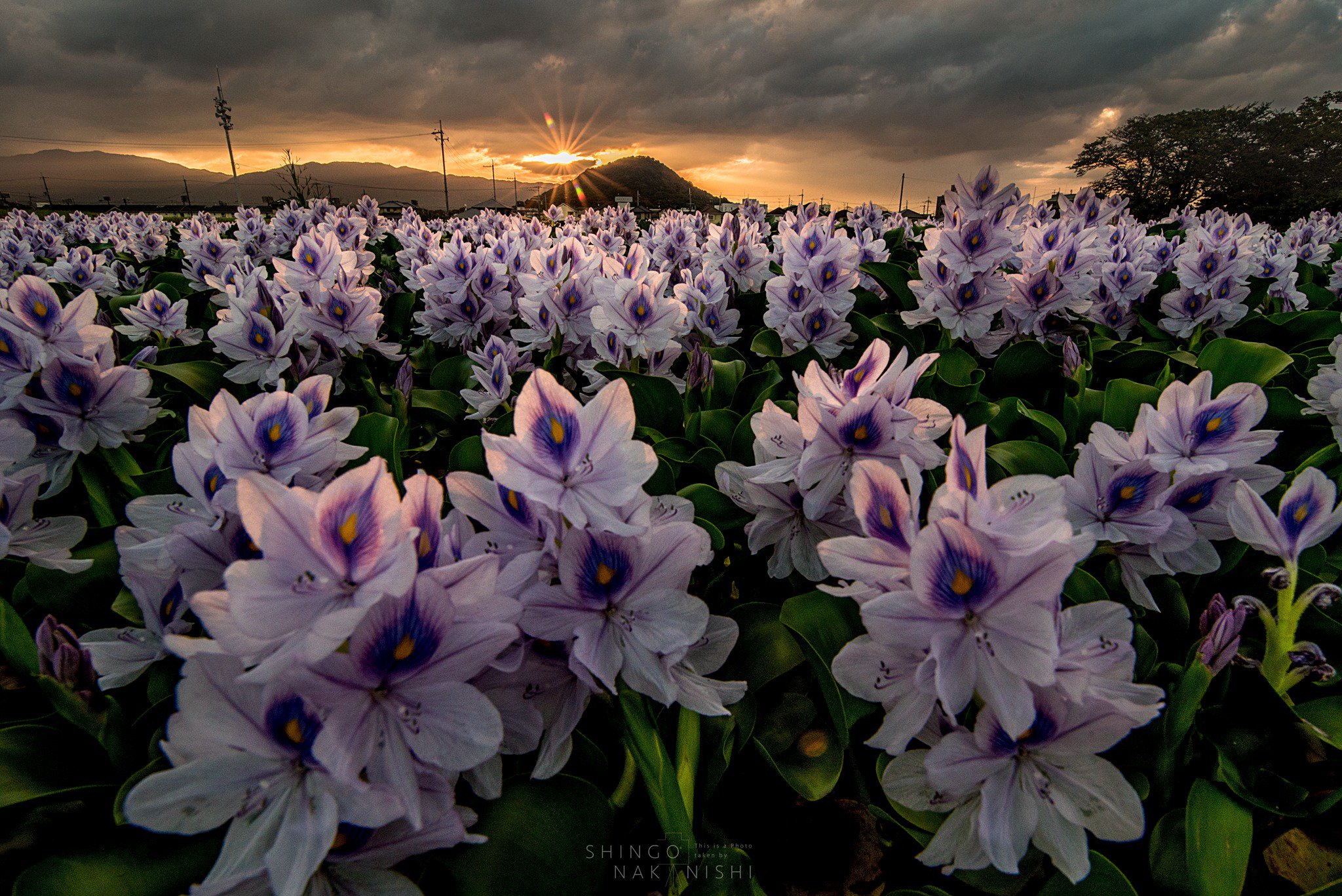 しんご 紫爛漫 奈良県橿原市 本薬師寺跡のホテイアオイ まだまだ満開でした 行かれていない方はぜひ 駐車場17時まで 三脚禁止の場所になります 奈良 橿原 ホテイアオイ T Co 8dvezecbsh Twitter