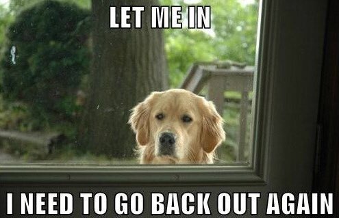 ellelljaytoo's tweet image. #WhenIWakeUpICrave to be let OUT so that I can come back IN (so that I can go back out so that I can...). #GotDog? 🐾Then you already know! 🐾