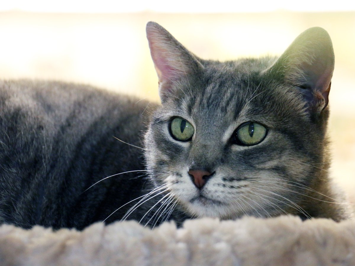 PasadenaHumane's tweet photo. Hope (A391121) loves to head bump, rub and purr the second she receives attention. #adopthope https://t.co/Iqd8KplUCP