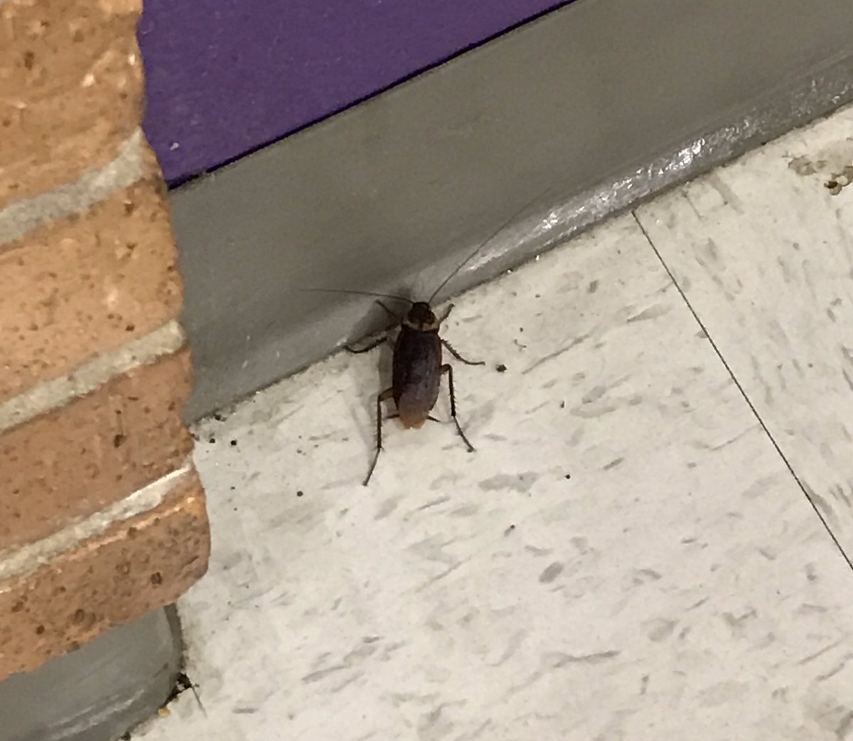 <a href="/RoachesOfPNG/">Roaches of PNGHS</a> a simple roach on a simple mission