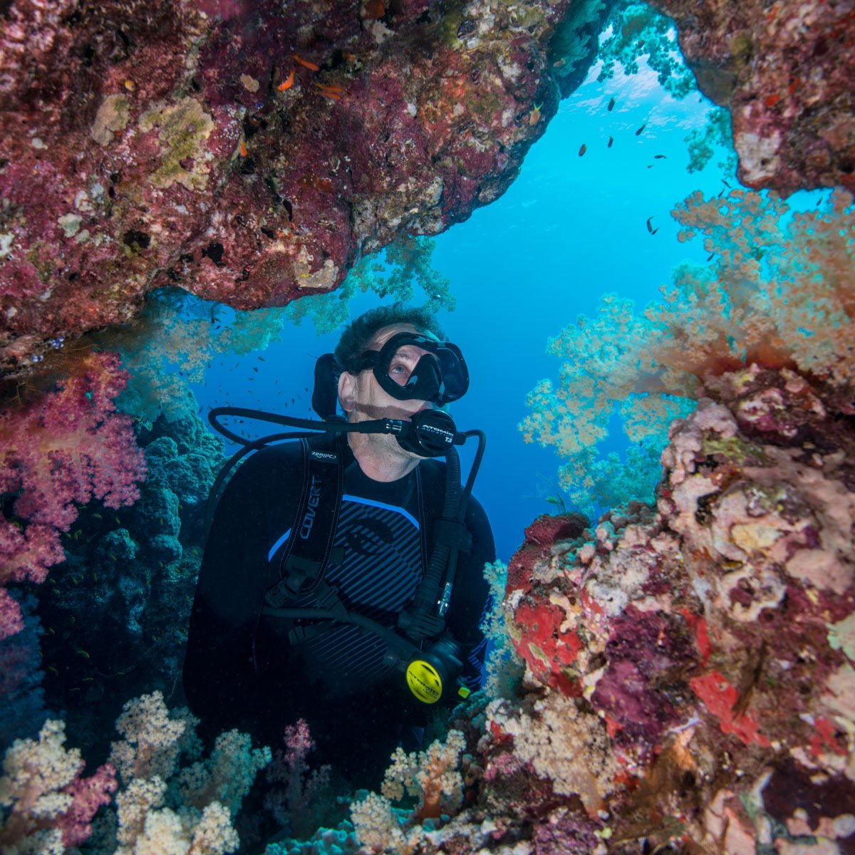 AtomicAquatics's tweet photo. Take your regulator to visit a reef. https://t.co/nKKzpBzwAc #AtomicAquatics #AtomicT3 #scuba https://t.co/bPeMQahmfz