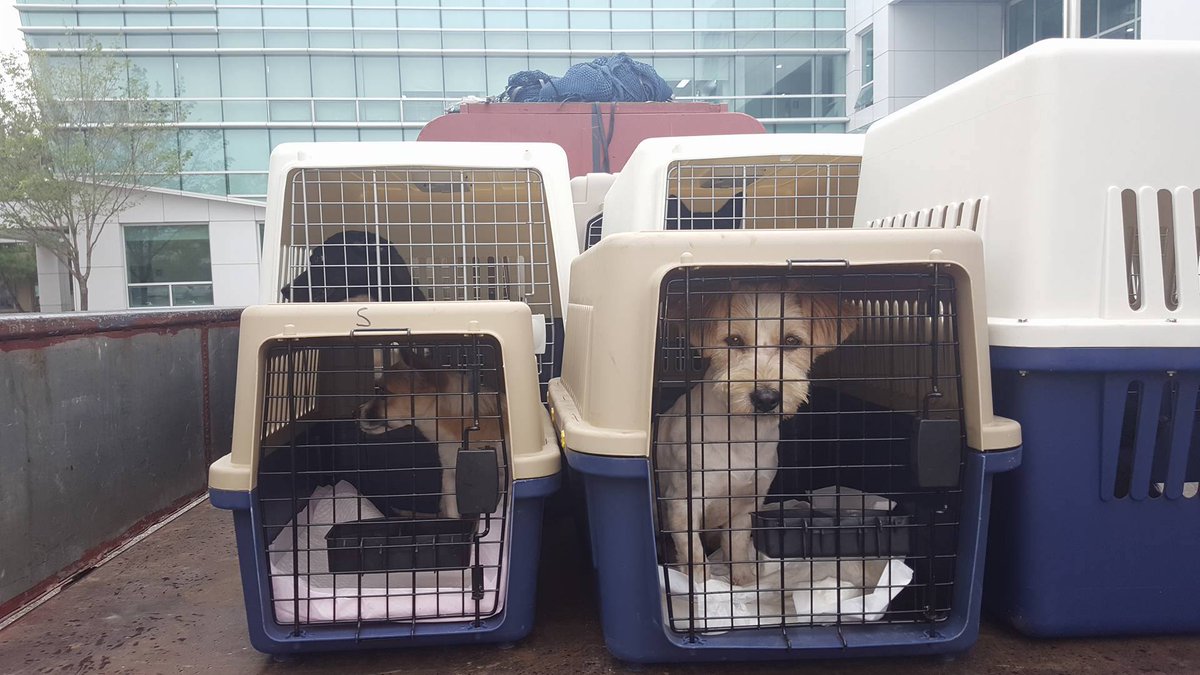 freekoreandogs's tweet photo. The 2nd group of the Jeonju dogs, rescued from a dog farm in Korea, are now flying to Washington DC. Big thanks to @HSIGlobal https://t.co/iZ5YrnNkHp