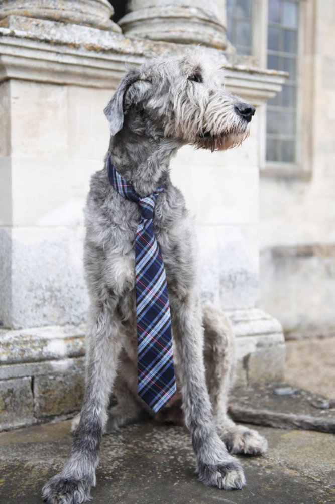 ctshirts's tweet photo. Accessories maketh the man. Or dog in this case… #DogsOfCT https://t.co/78m1VGK6LX