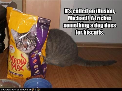 Why Do Cats Pretend To Bury Their Food Why Do Cats Pretend To Bury Their Food