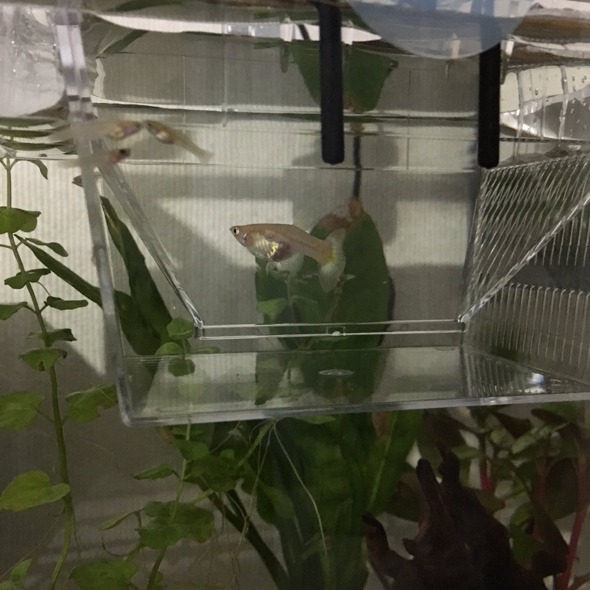 アクア 産卵箱をそのまま稚魚を育てるところにしてたけど まさかのグッピーがまた妊娠して目も見えているので産卵箱に入れました なので 稚魚はダイソーの虫かごみたいなのに1週間だけお引越し いい加減 オスメス分けないと取り返しつかなくなるな アクア 産卵箱をそのまま稚魚を育てるところにしてたけど まさかのグッピーがまた妊娠して目も見えているので産卵箱に入れました なので 稚魚はダイソーの虫かごみたいなのに1週間だけお引越し いい加減 オスメス分けないと取り返しつかなくなるな