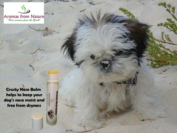 Dog’s nose tells a lot about your dog’s health. A healthy dog nose should always be cold and wet. <a href="/AromasfromN/">Aromas From Nature</a> #dogs #crueltyfree
