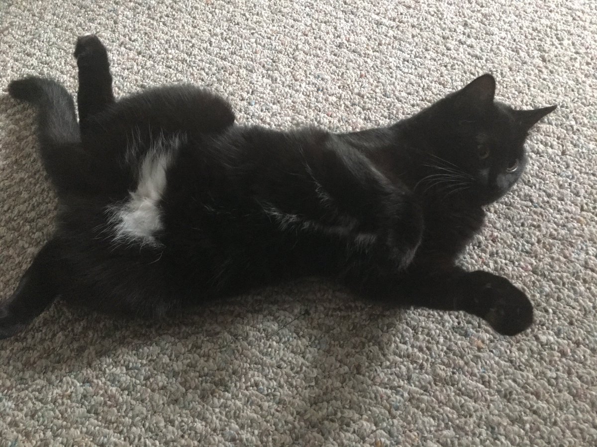 After last night, I now believe my cat Phoebe would be a better POTUS than Donald Trump. #MakeAmericaFluffyAgain