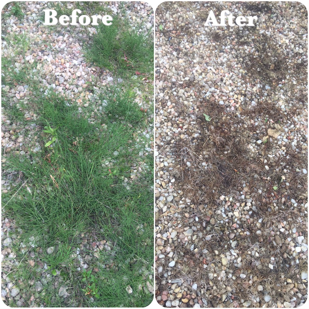 MrMrsGardens's tweet photo. Horsetail (Equisetum arvense). Invasive &amp; persistent weed. 'Before &amp; After' 1 application of a specialist weed killer. More will be needed. https://t.co/yhpq9vStT1