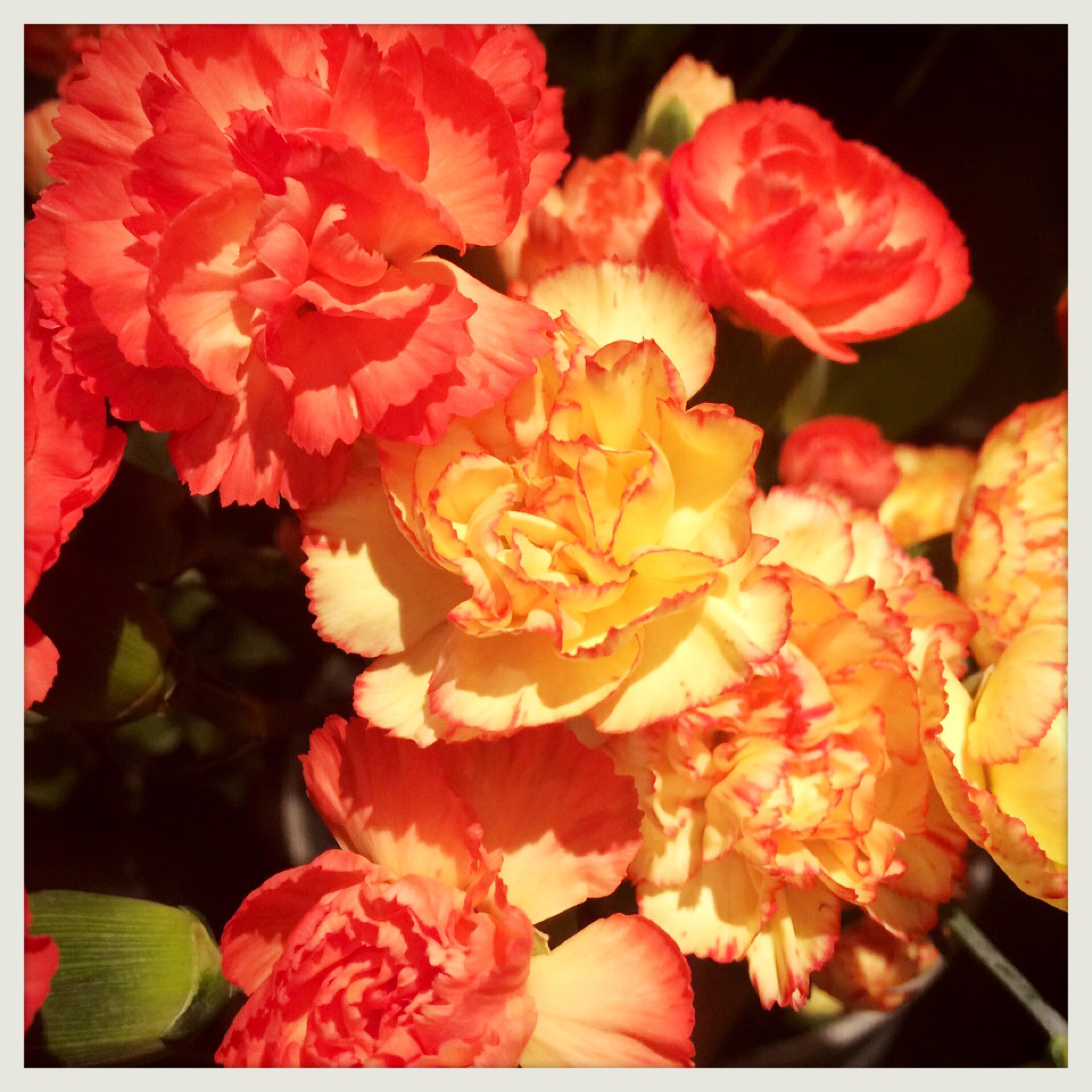 シーズンハーツ A Twitter 本日のお花 スプレーカーネーション 花言葉 無垢で深い愛 スプレー とゆうのは1本にお花が数輪付いているもので 小さなカーネーションがブーケやアレンジメントをとても可愛らしく演出してくれます 母の日に贈る赤の カーネーションの花