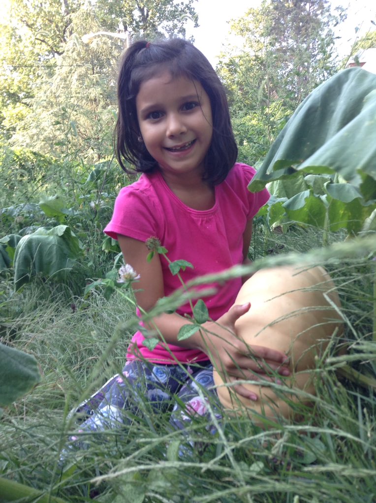 EatLocalNY's tweet photo. Harvesting #LongIslandCheesePumpkin w/ students at our Creciente Garden in New Rochelle, NY #biodiversity #LICPP 🎃 @SlowFoodUSA @SeedLibrary https://t.co/Z5d9MAGy9R