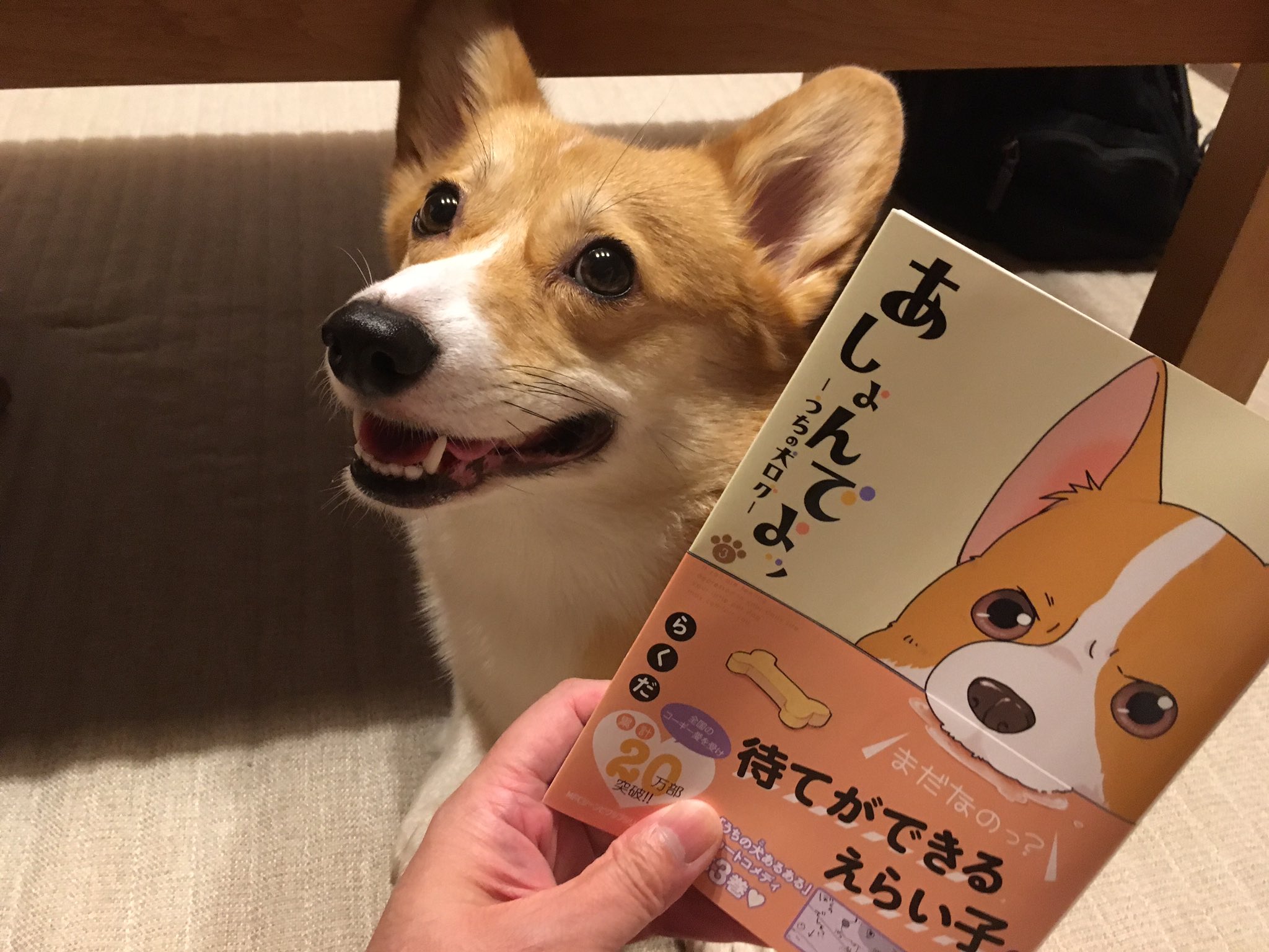 うちの犬ログ Twitter Search Twitter