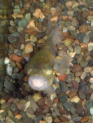 京都淡水フグ繁殖研究所 淡水フグ ブロンズパファー 飼育下のフグは適切な餌と何か齧れるものがないと歯が伸び続け 餌が食べられなくなり餓死してしまいます そんなガリガリの子がショップにいたので買って治療してみました 京都淡水フグ繁殖研究所 淡水フグ ブロンズパファー 飼育下のフグは適切な餌と何か齧れるものがないと歯が伸び続け 餌が食べられなくなり餓死してしまいます そんなガリガリの子がショップにいたので買って治療してみました