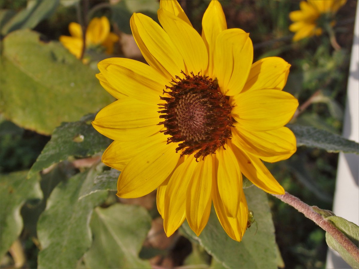 ダニー オフライン V Twitter ご近所の ミニひまわり 花束用に品種改良された向日葵だそうです We Love Smap Forever 私の 世界に一つだけの花 Smap25years Smap25周年に300万枚の花束を あとは買うだけ