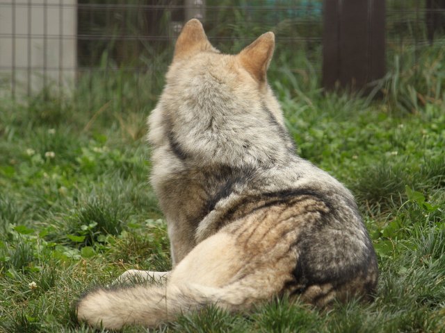 狼祭実行委員 Twitterren オオカミの耳を背後から見たとき 耳の裏側が体の他の部分とは違う毛色をしていることに気づきます 季節 換毛 との関わりや個体差もかなりありますが 黒毛個体以外は体の他の部分よりちょっと濃いめの 茶色であることが多いです オオカミ