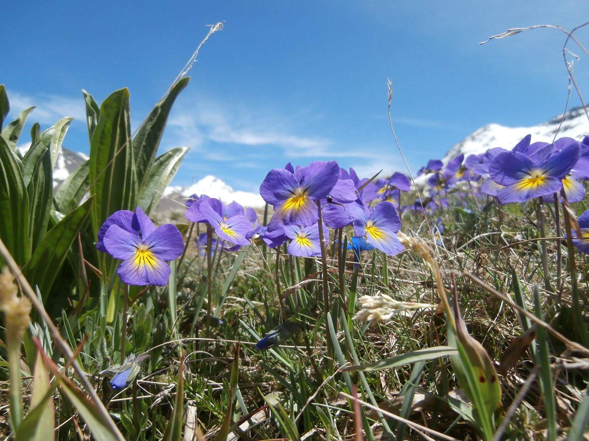 I profumi delle nostre montagne...Sullo sfondo Punta Tersiva (mt. 3515) Vallone Grauson #Cogne

(Foto C. Perratone)