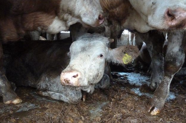 Vegan_Corp's tweet image. Transport d’animaux: l’effroyable réalité parismatch.com/Actu/Societe/T… Solution ? =&amp;gt; Devenez #vegan !