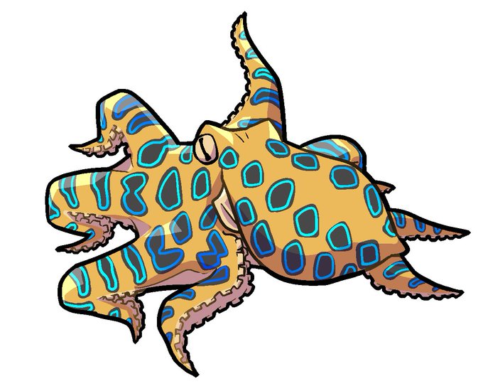 ヒョウモンダコ 