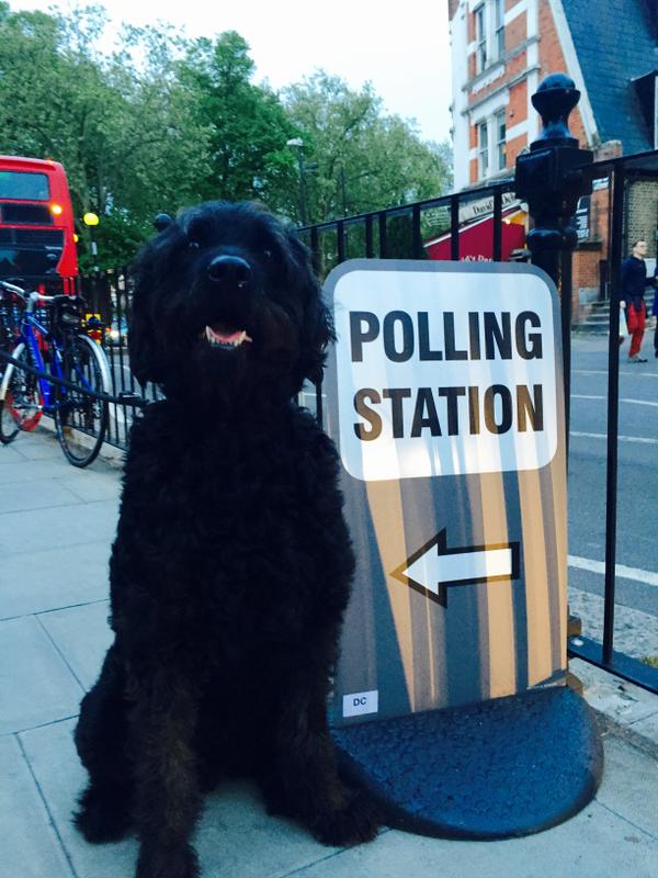danspetcare's tweet photo. It is very important to make sure you're registered to vote! #NationalVoterRegistrationDay #RegisterToVote #Dog #DDWPS https://t.co/tlIXSFZNC0