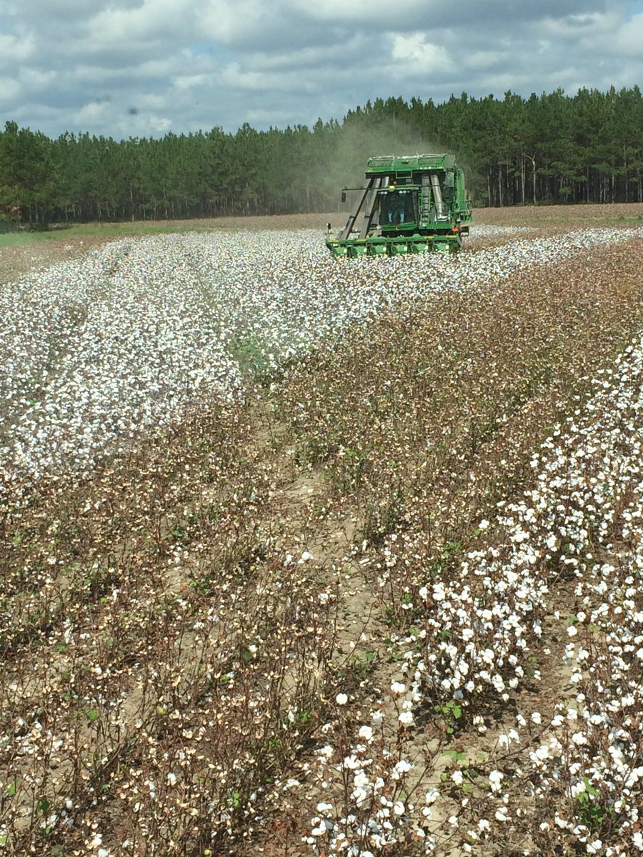 mulledk's tweet image. Getting cottonpicker calibration kicked off!! @AgriAFC #rollerpicker #JD7760 #JDCP690 #AccuField #harvest16