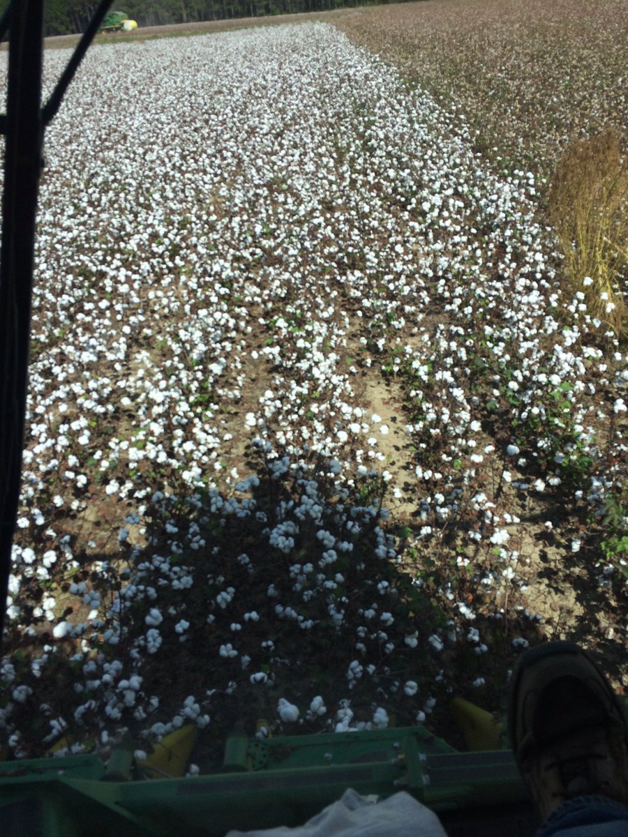 mulledk's tweet image. Getting cottonpicker calibration kicked off!! @AgriAFC #rollerpicker #JD7760 #JDCP690 #AccuField #harvest16