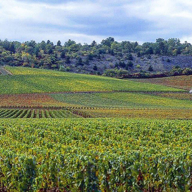 Harvest season in #Burgundy - in the #vineyards of @DomaineChanson.