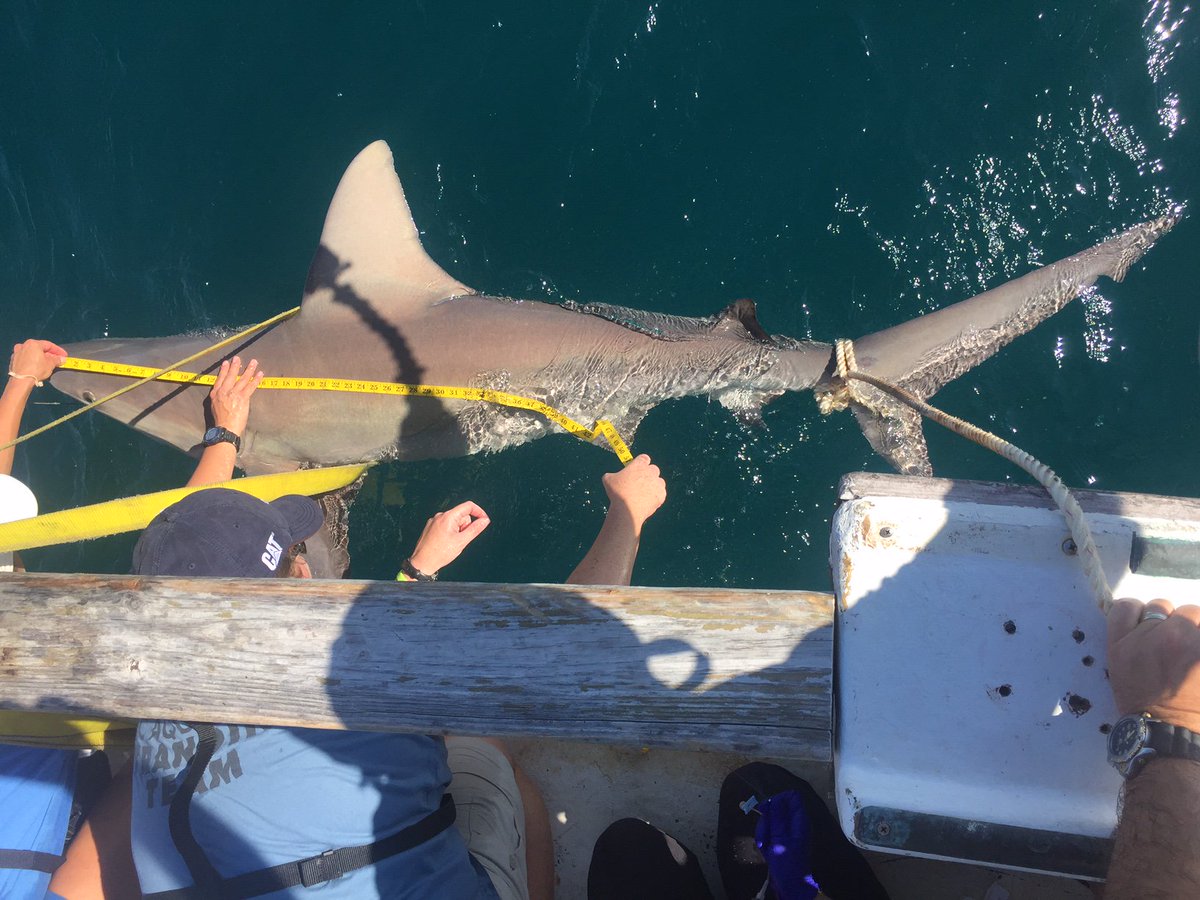 NCAquariumatPKS's tweet photo. NCAquariums sand tiger shark focused research project based on Madeline Marens @NCAquariumFF graduate work #savingspecies @NCAquarium_RI https://t.co/ImQbyEcWpX