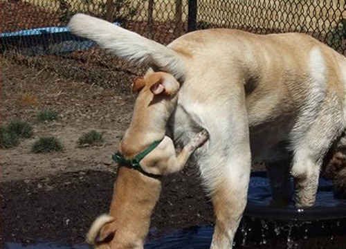 동물병싱짤 (@whereru_animal) on Twitter photo 