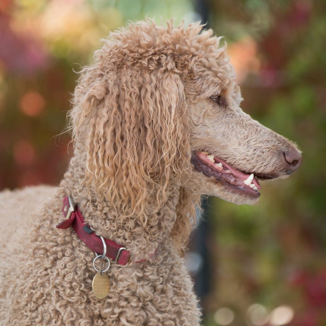 yaymargaux's tweet photo. This is my sister Susie. She is my #seeingeye sister.
.
#rootformargaux
#poodle
#dog
#dogslife
#dogoftheday
#instagramdogs
#dogsofinstagram https://t.co/zPHwr7DV9T