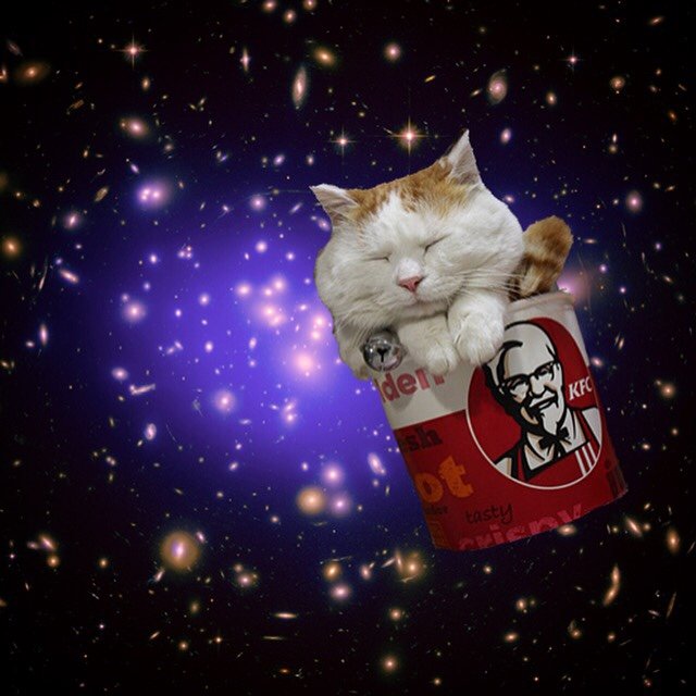 동물병싱짤 (@whereru_animal) on Twitter photo 