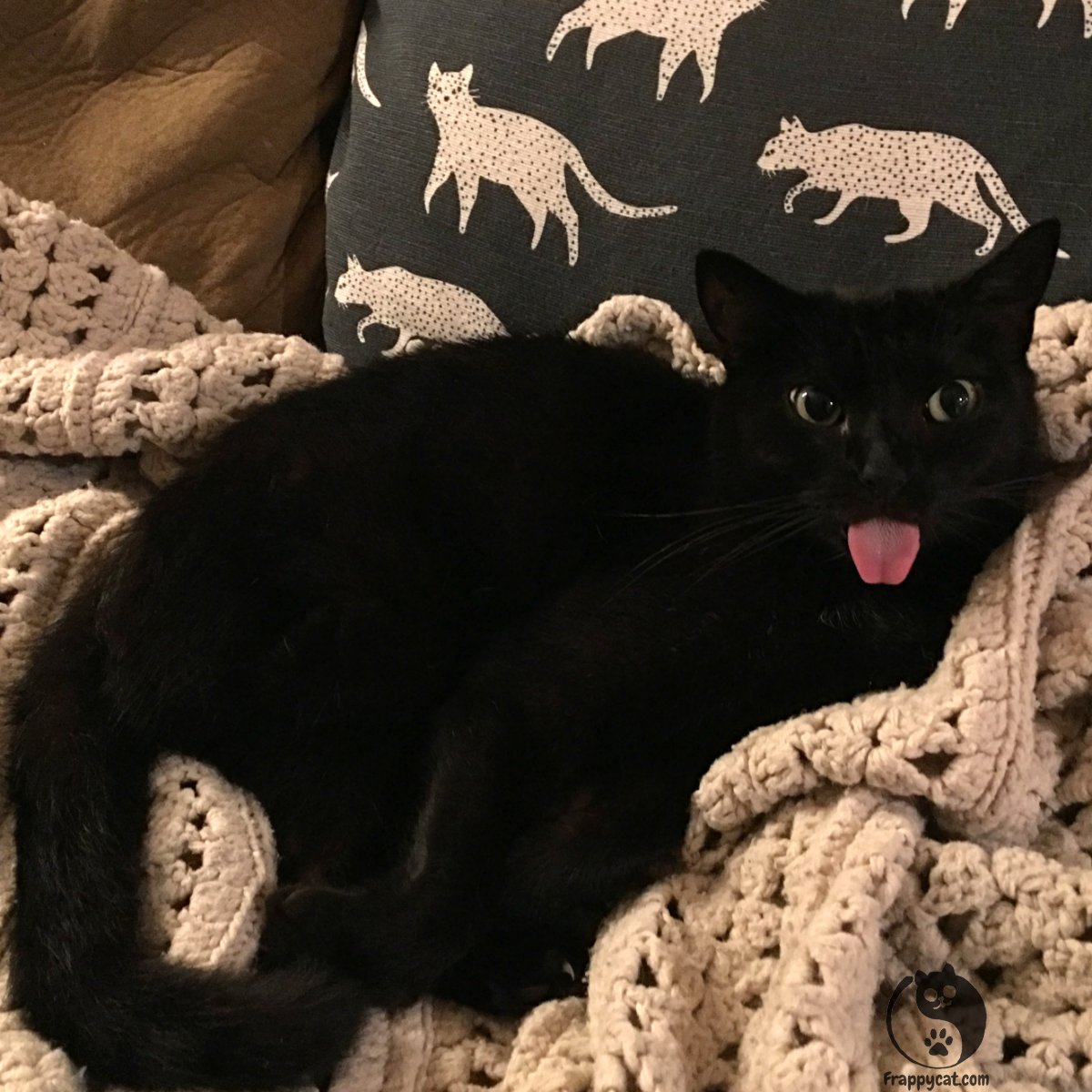 Frappycat's tweet photo. Doing my best Gene Simmons impression to celebrate #tongueoutTuesday. 

#frappycat https://t.co/tPkHEPQpDv