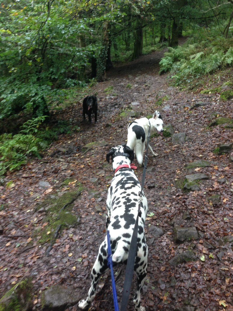 walkingwithsam's tweet image. Beautiful walk with beautiful babies x