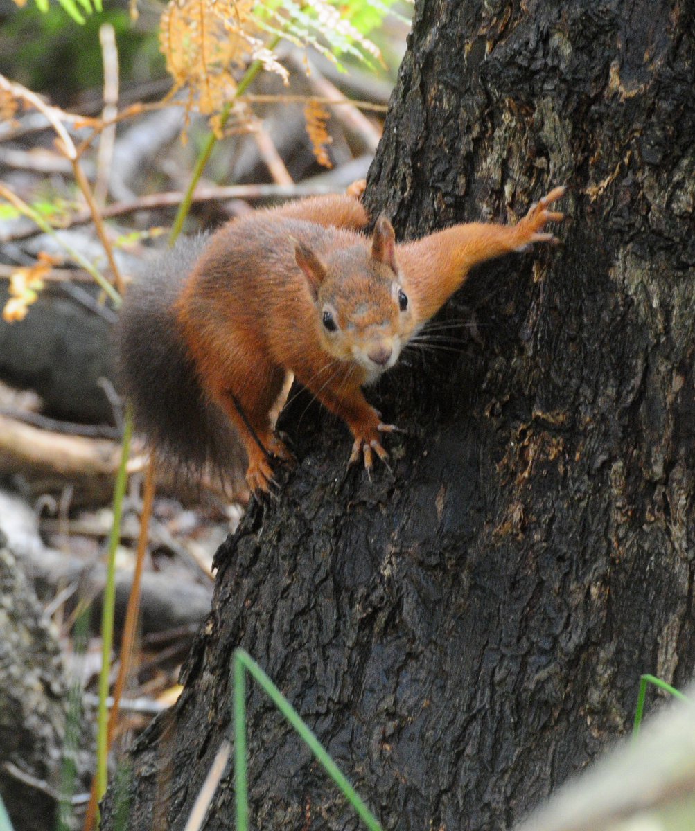 Can't beat a good day on Brownsea without Red Squirrel encounter!!  @Brownseablog