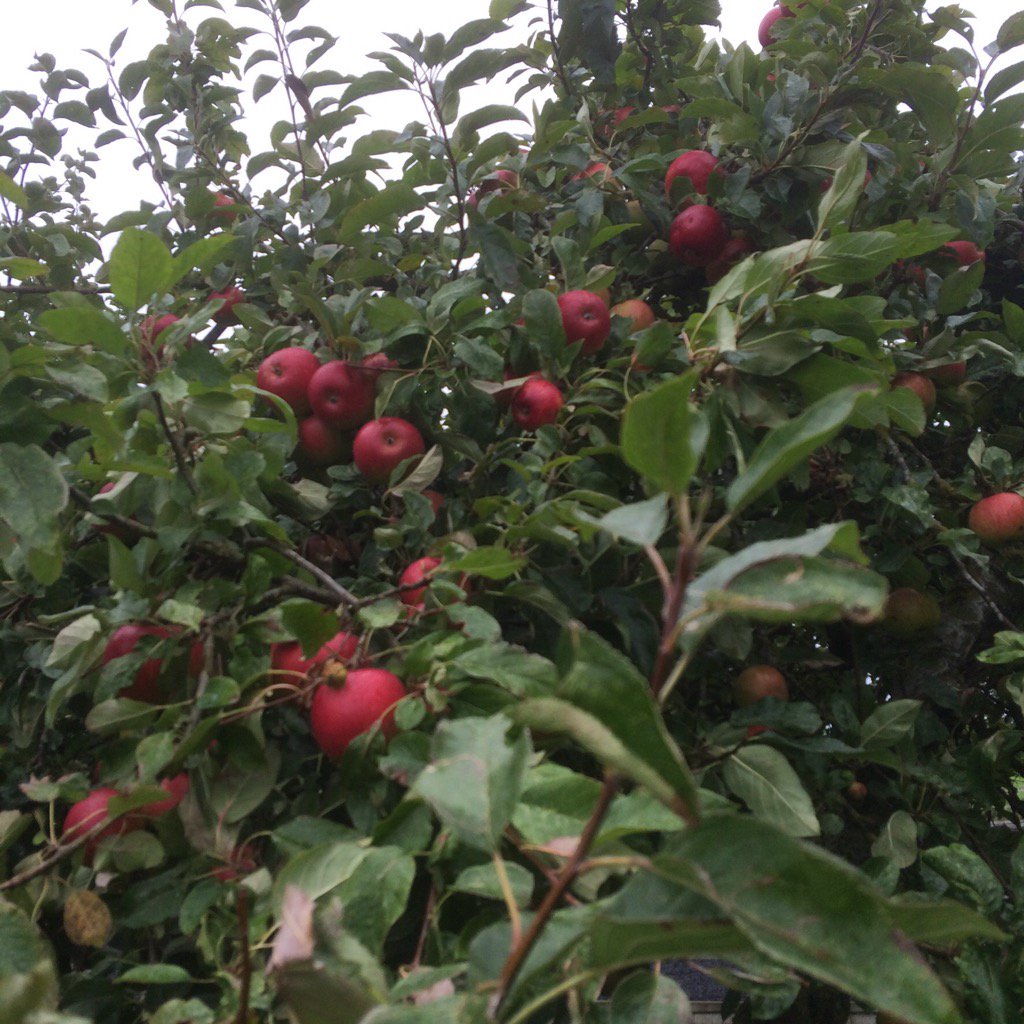 Bumper crops 2016