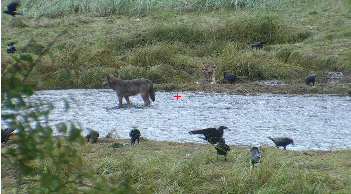 GreatBearLIVE's tweet photo. LIVE NOW: #wolf in the river fishing for salmon on #GreatBearLIVE! #greatbearrainforest https://t.co/cZQGqqDsFK https://t.co/QabEMVKZTH