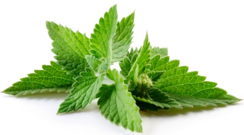 DesertWeb_Ext's tweet image. Use a solution composed of peppermint oil and water to get rid of spiders. #Peppermint #Spiders #PestControl