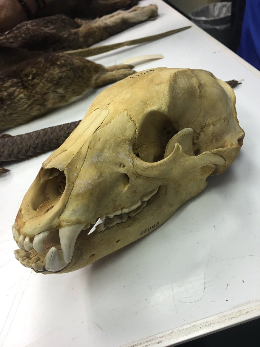 Annie Schwartz tweet media