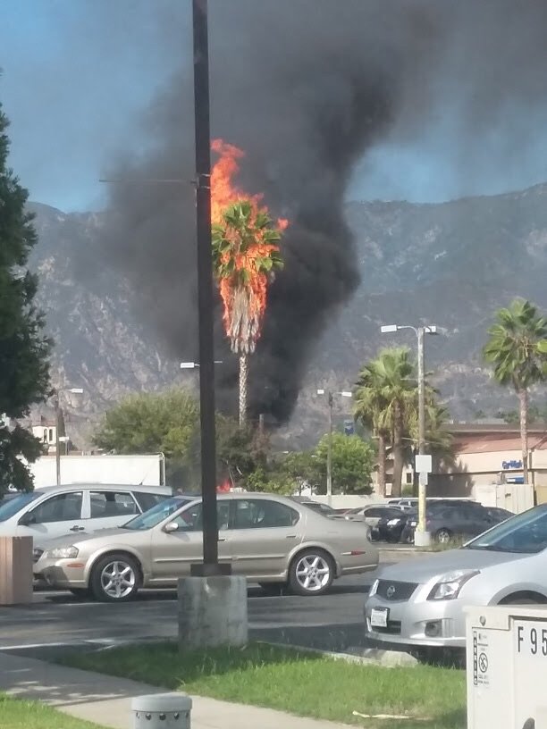 Ryan Padgham (@ryanpadgham) on Twitter photo I love seeing the leaves change colors in Los Angeles in the fall. I love seeing the leaves change colors in Los Angeles in the fall.