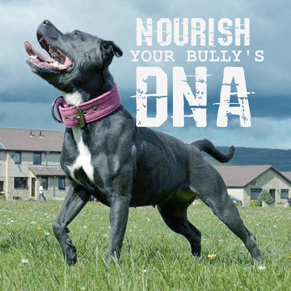 MuscleBullyUSA's tweet photo. Nourish Your Bully's DNA with Muscle Bully Supplements. https://t.co/B19BNL0cNH