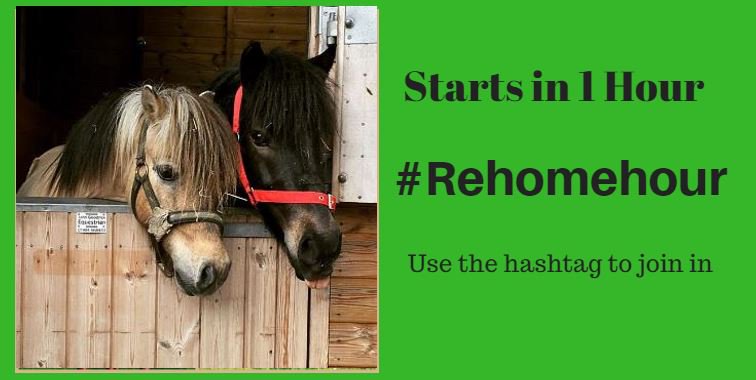 HopePastures's tweet image. One hour call for #RehomeHour lets get your animals #rehomed.  To join in use the hash tag.