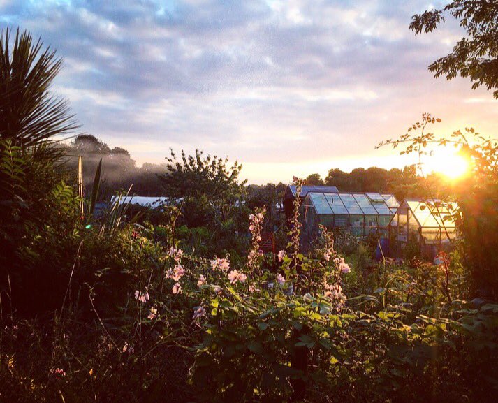 Gorgeous sunset on my dad's Sefton Park #allotment tonight 🙌🏼 <a href="/the20effect/">The 20 Effect</a> #WhereILiverpool