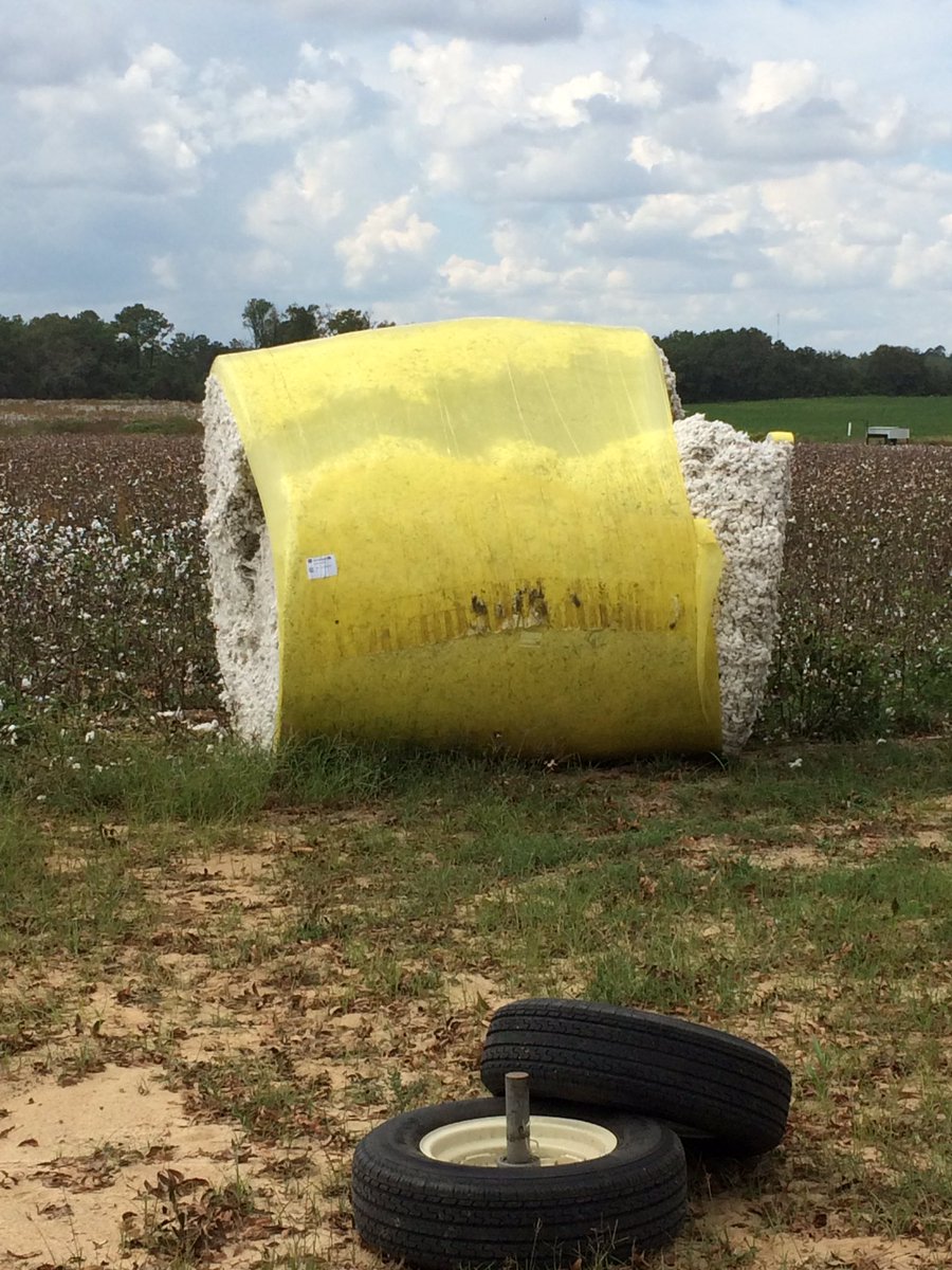 mulledk's tweet image. This is not what you want to happen with a 5,000lb round roll of cotton. @AgriAFC @bigmase111 #AccuField #harvest16 #cotton