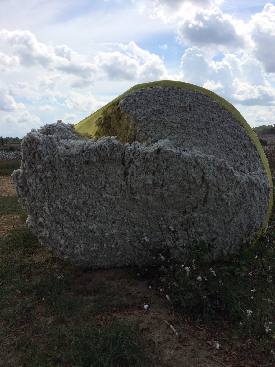 mulledk's tweet image. This is not what you want to happen with a 5,000lb round roll of cotton. @AgriAFC @bigmase111 #AccuField #harvest16 #cotton