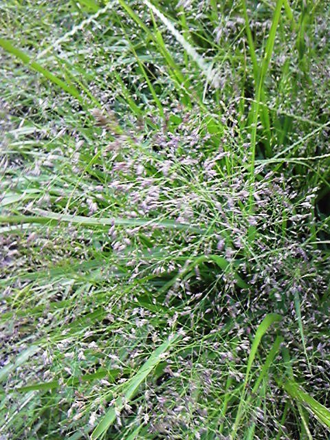 文教堂ｒ４１２店 最新版 街でよく見かける雑草や野草がよーくわかる本 １８００円 秀和システム 今そっこら中の草むら で見られるこの草はコスズメガヤ 小さな穂がいっぱいでかわいい 英語ではｌｉｔｔｌｅ ｌｏｖｅｇｒａｓｓだそうです