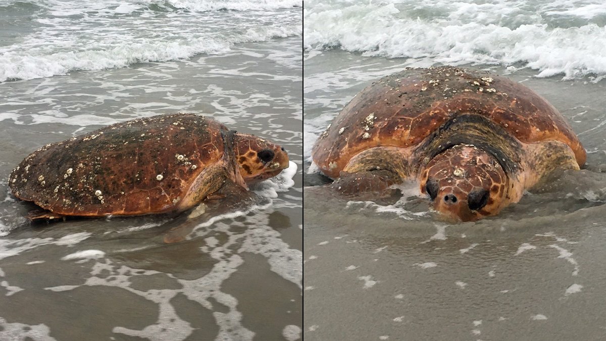 Sea turtle that washed up along Jersey Shore being called largest cared for