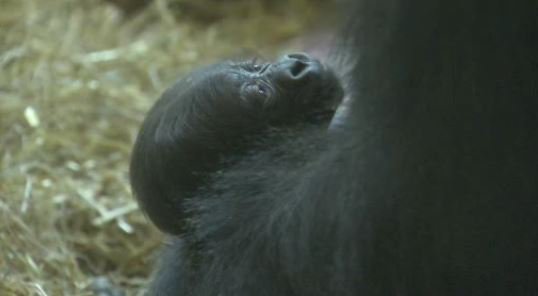It's a ...! @phillyzoo announces the gender of their new baby gorilla. The reveal, on Action News at 4