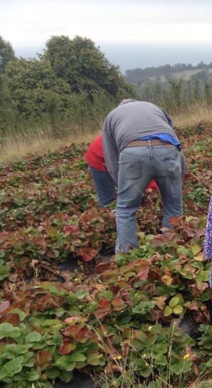 PortaItalianaV's tweet photo. Recolectando los mejores #FrutosLocales #Frutillas #Frambuesas y #Moras https://t.co/4Z7c0atndz