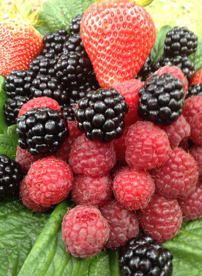 PortaItalianaV's tweet photo. Recolectando los mejores #FrutosLocales #Frutillas #Frambuesas y #Moras https://t.co/4Z7c0atndz
