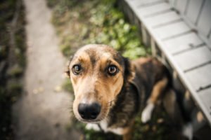 dogbitequote's tweet photo. Recognizing Your Dog’s Body Language https://t.co/qOcITokt7Q #DogBiteLiability #DogOwners #DogTraining https://t.co/3CZFJCZRnA