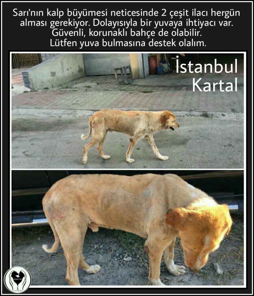 facebook.com/sahipsizpatile… 
0505 876 36 04
<a href="/RuhatMengi34/">Ruhat Mengi</a> <a href="/Leylaltn/">leylaltn 🇹🇷</a> <a href="/proline2002/">Hülya Erge</a> <a href="/evsiz_hayvanlar/">yuvaarayanhayvanlar</a> <a href="/gonca_vuslateri/">Gonca Vuslateri</a> <a href="/atasehir_koruma/">atasehir_gönüllüleri</a> @kilit999