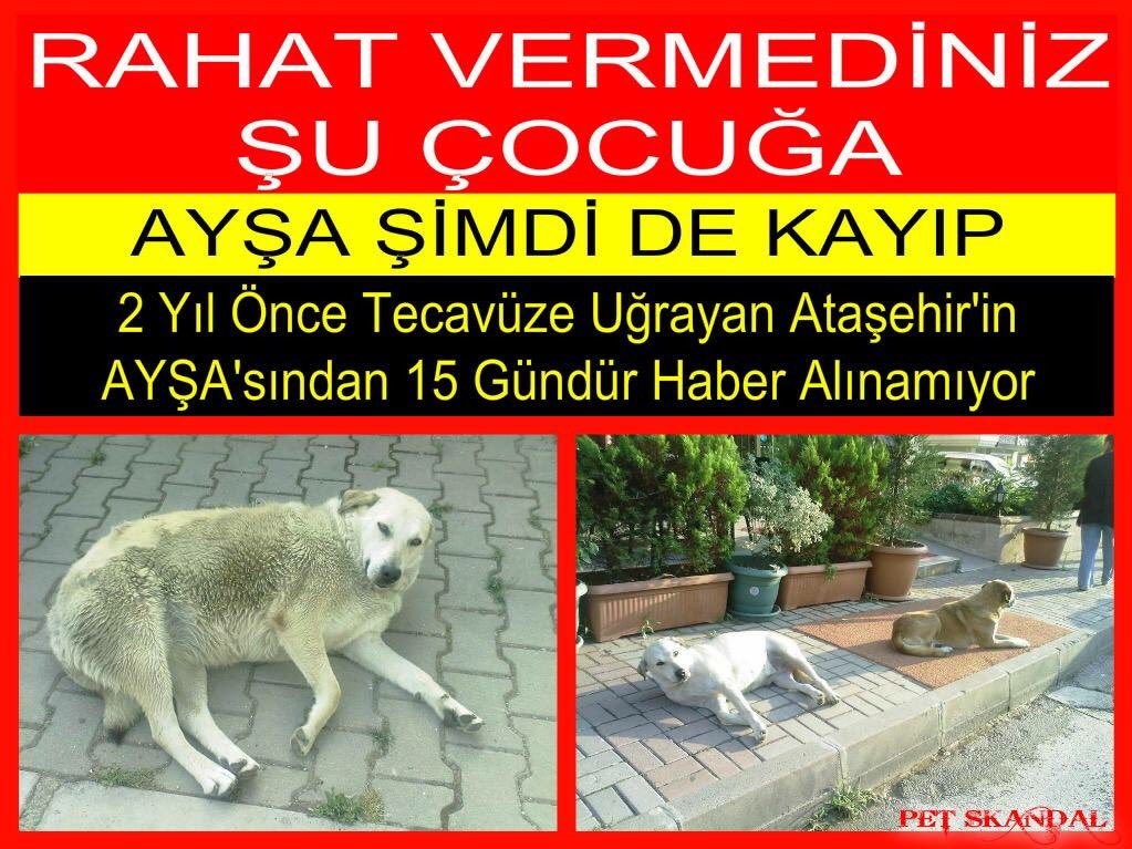 AYŞA KAYIP ARANIYOR❗️RT.
facebook.com/aralmedyapr/ph… <a href="/atasehirbld/">Ataşehir Belediyesi</a> <a href="/atasehir_koruma/">atasehir_gönüllüleri</a> <a href="/KurtkoyPatileri/">Kurtköy Patileri </a> <a href="/petyardimm/">Petyardım</a> <a href="/kadikoyhaydost/">KadıköyHayDost</a> <a href="/hacikodernek/">Haçiko Derneği</a>